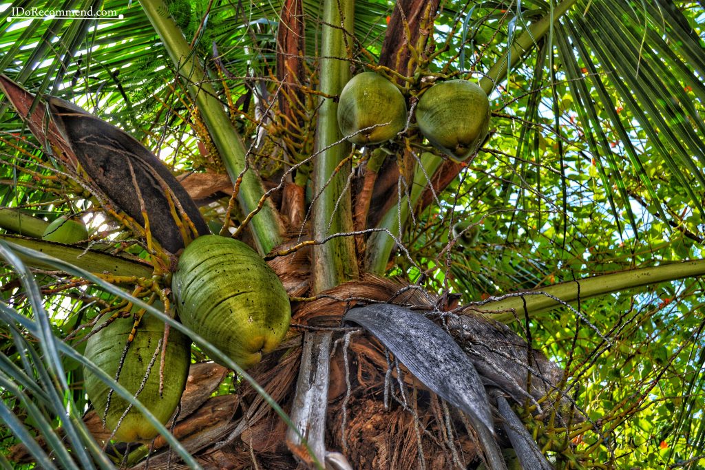 Seychelles_La_Digue_coconut