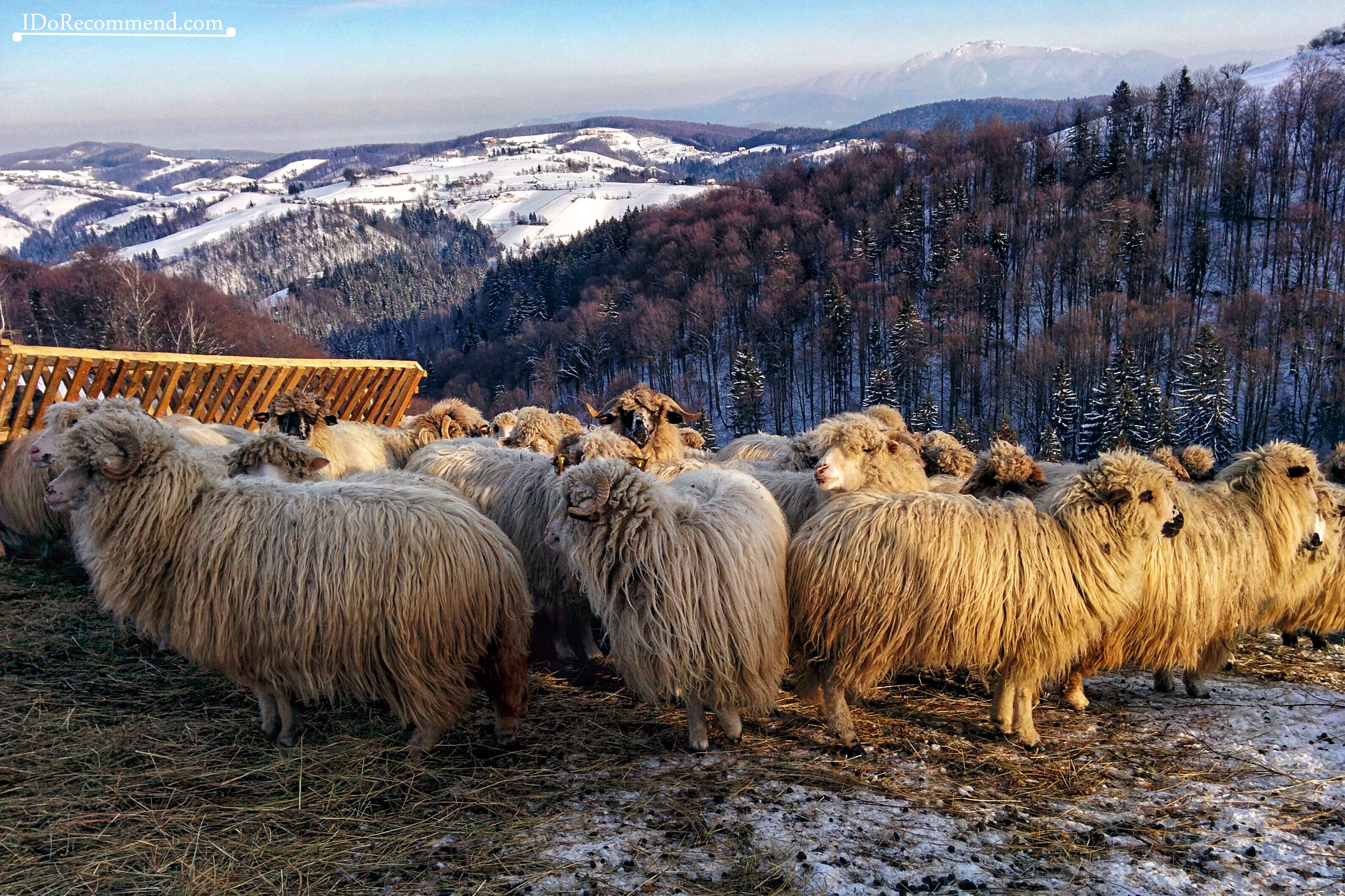 I_Do_Recommend_Romania_Creasta_Baiului_23