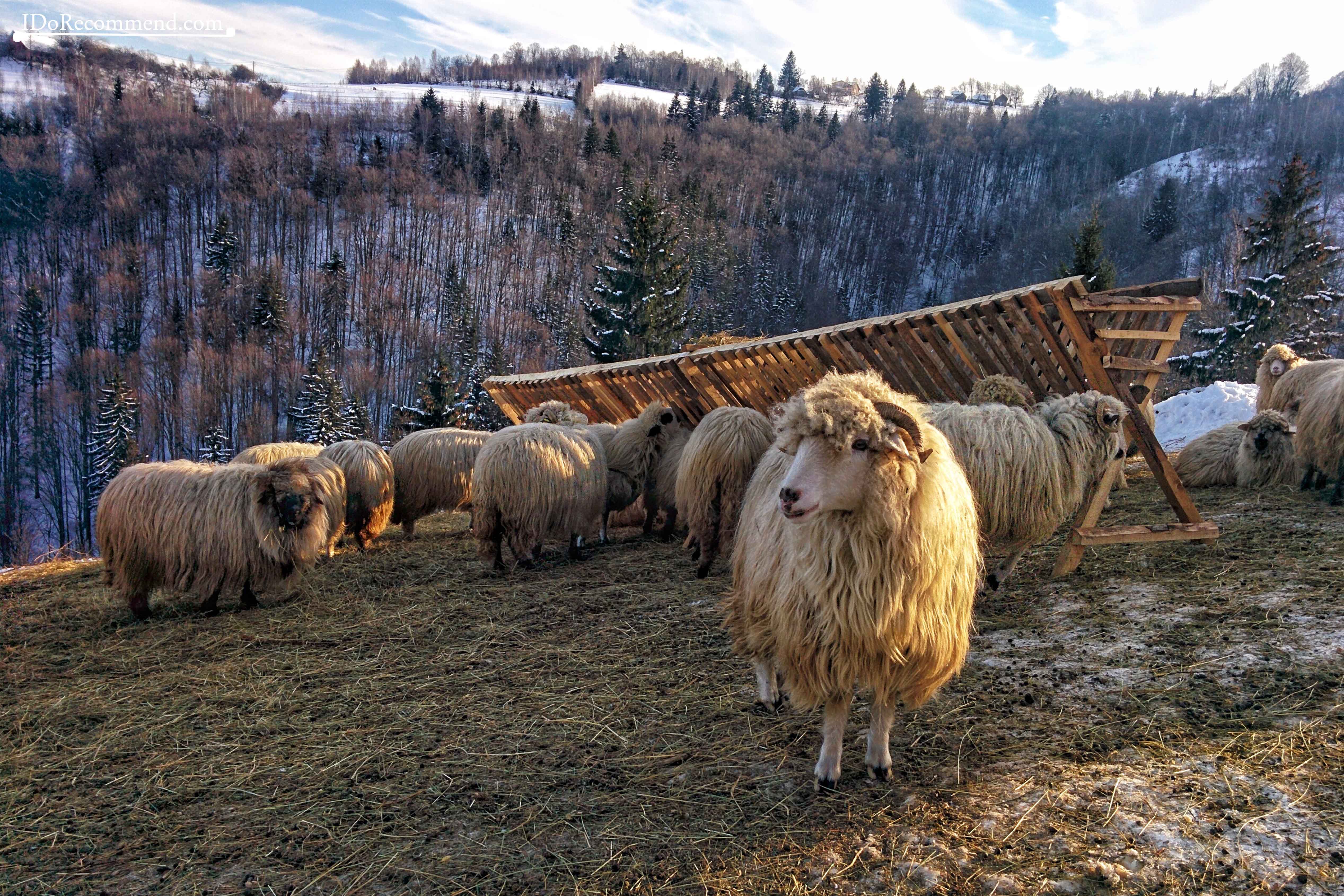 I_Do_Recommend_Romania_Creasta_Baiului_24