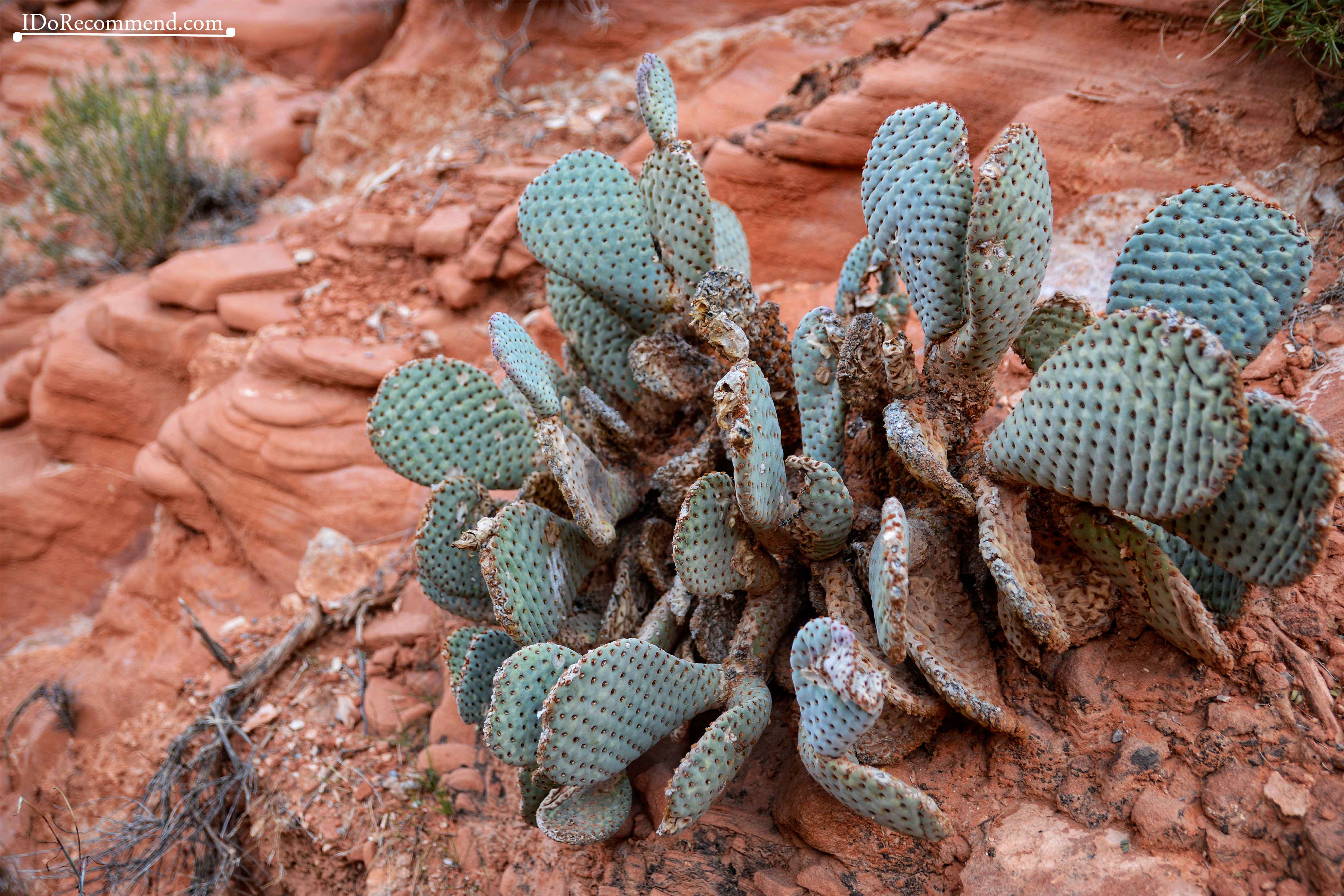 Las_Vegas_Nevada_desert_Valley_of_Fire_White_Domes_Road