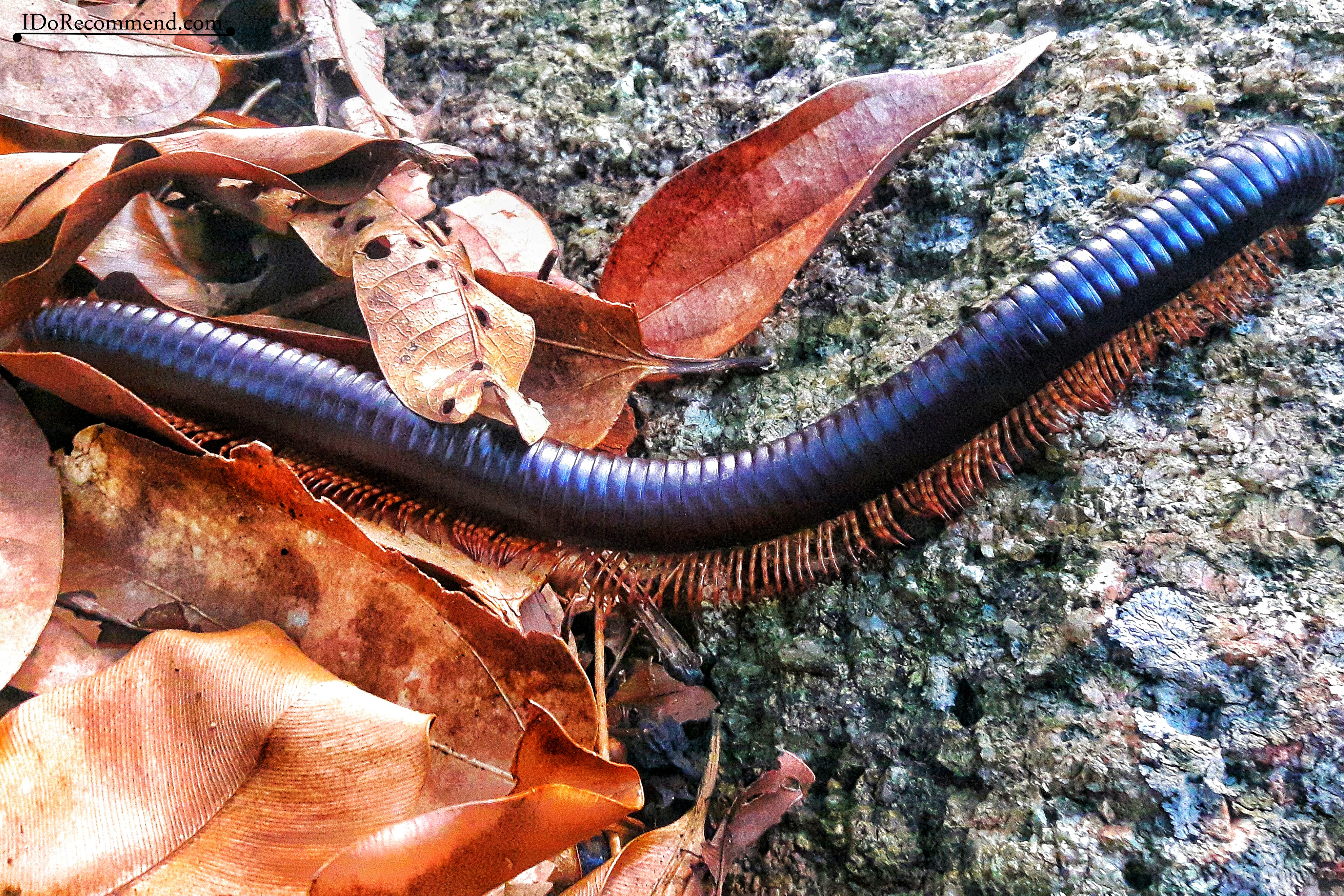 Seychelles_La_Digue_fauna