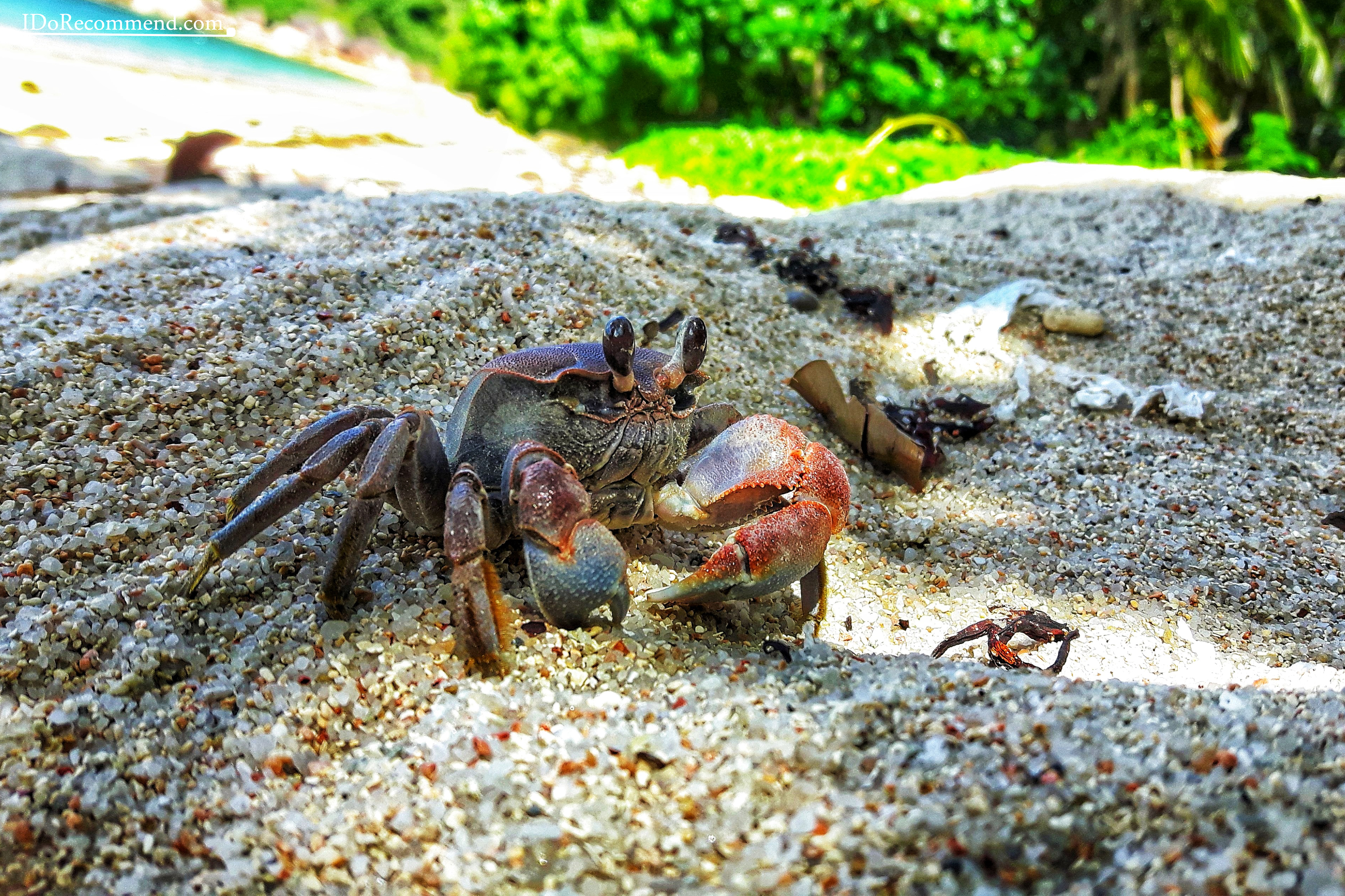 Seychelles_La_Digue_fauna