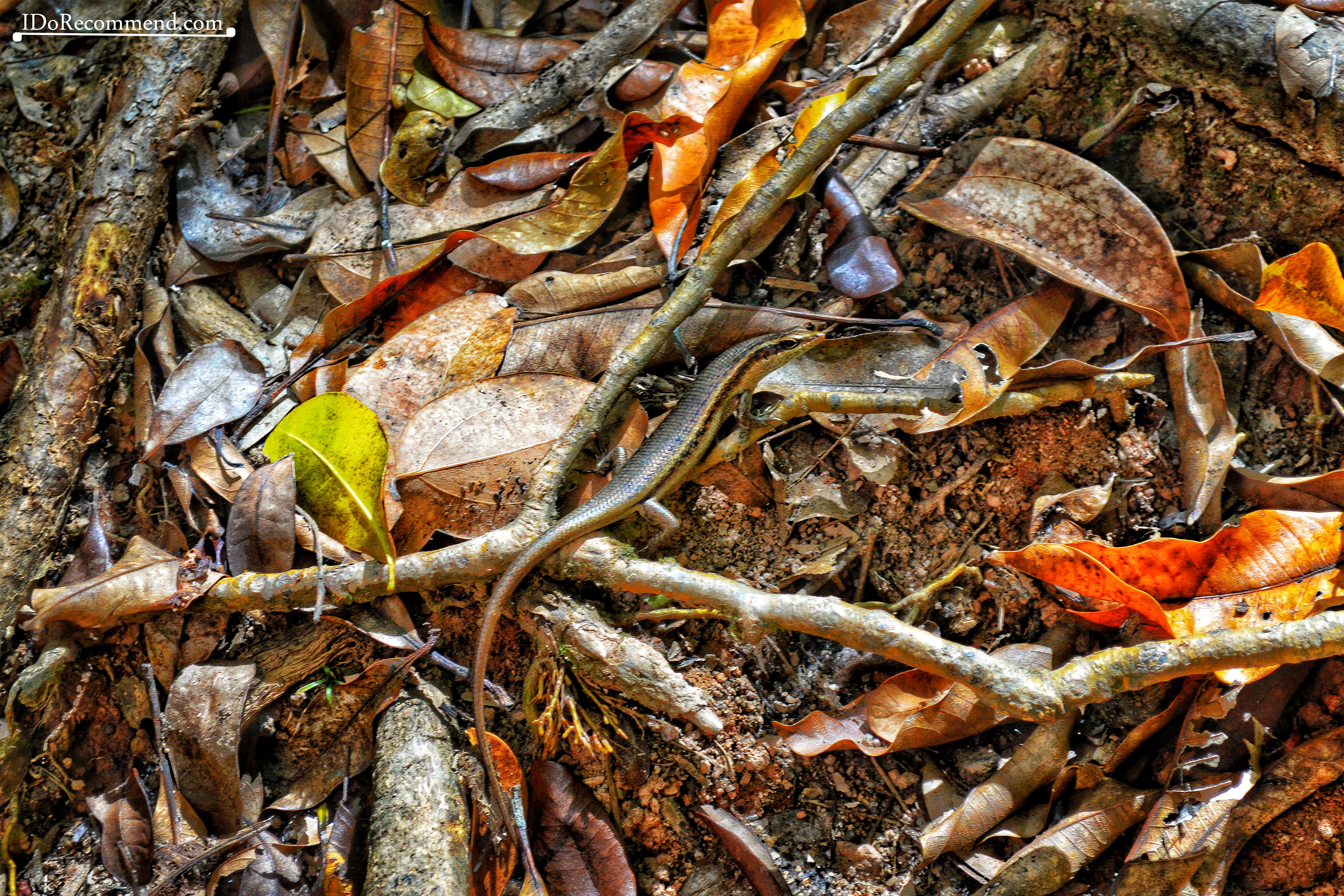 Seychelles_La_Digue_fauna