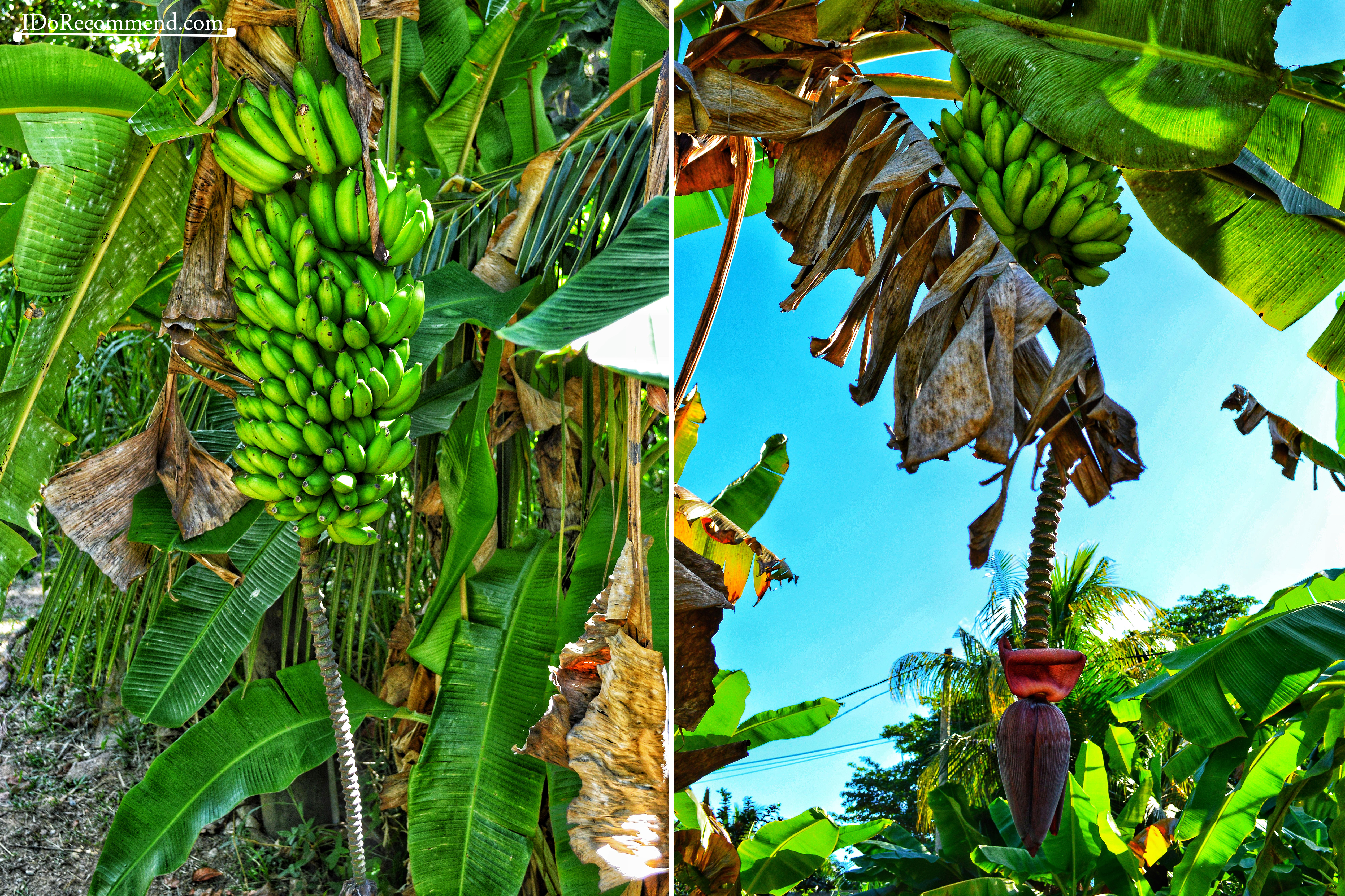 Seychelles_La_Digue_fruits