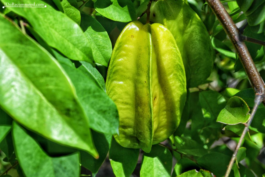 Seychelles_La_Digue_fruits