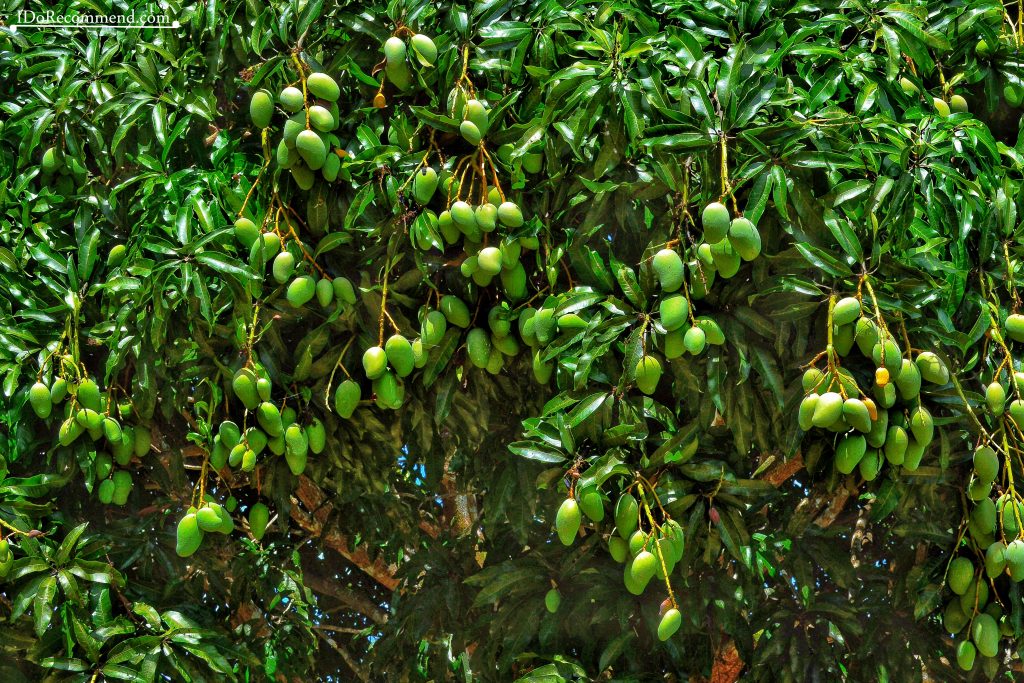 Seychelles_La_Digue_fruits