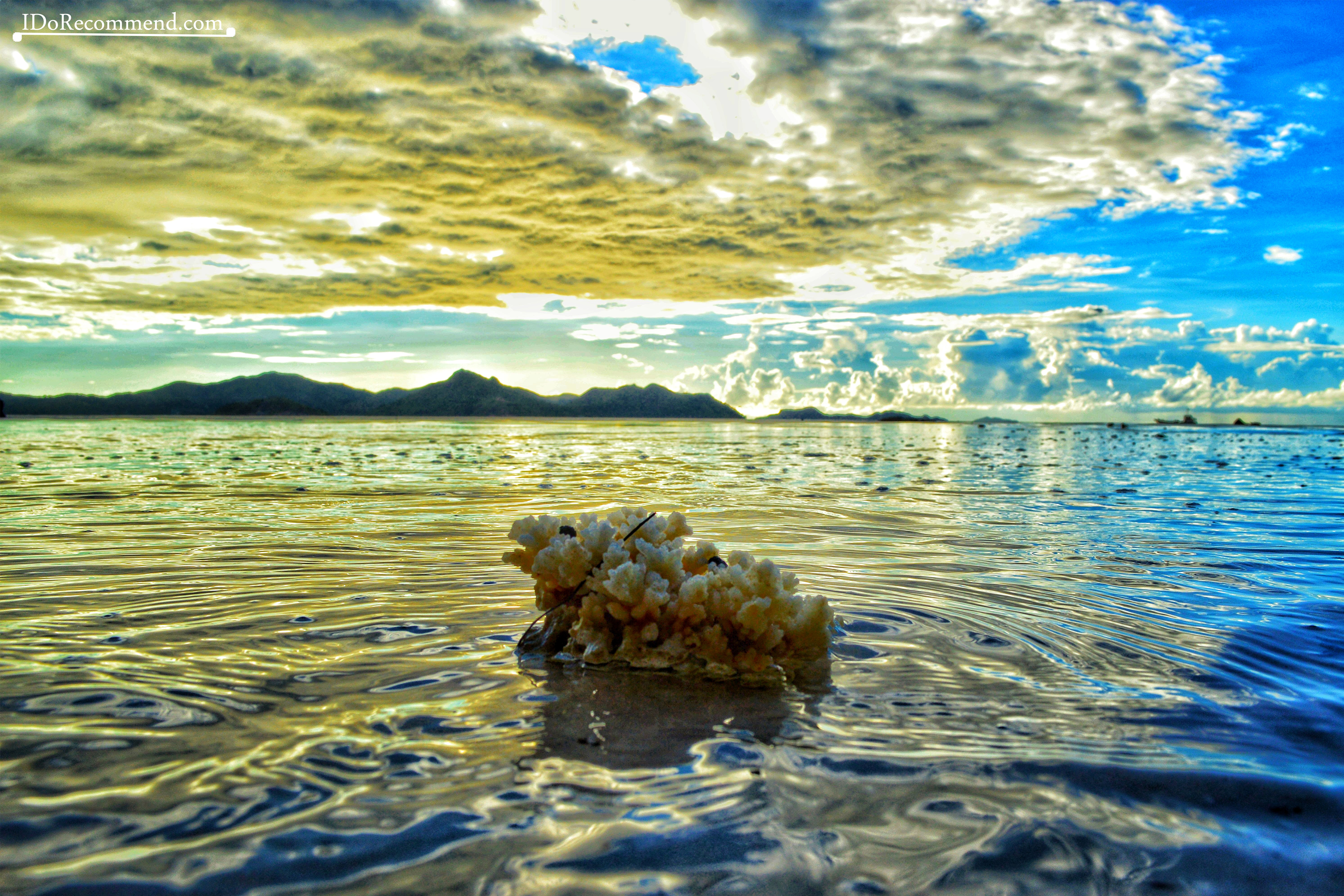 Seychelles_La_Digue_coral