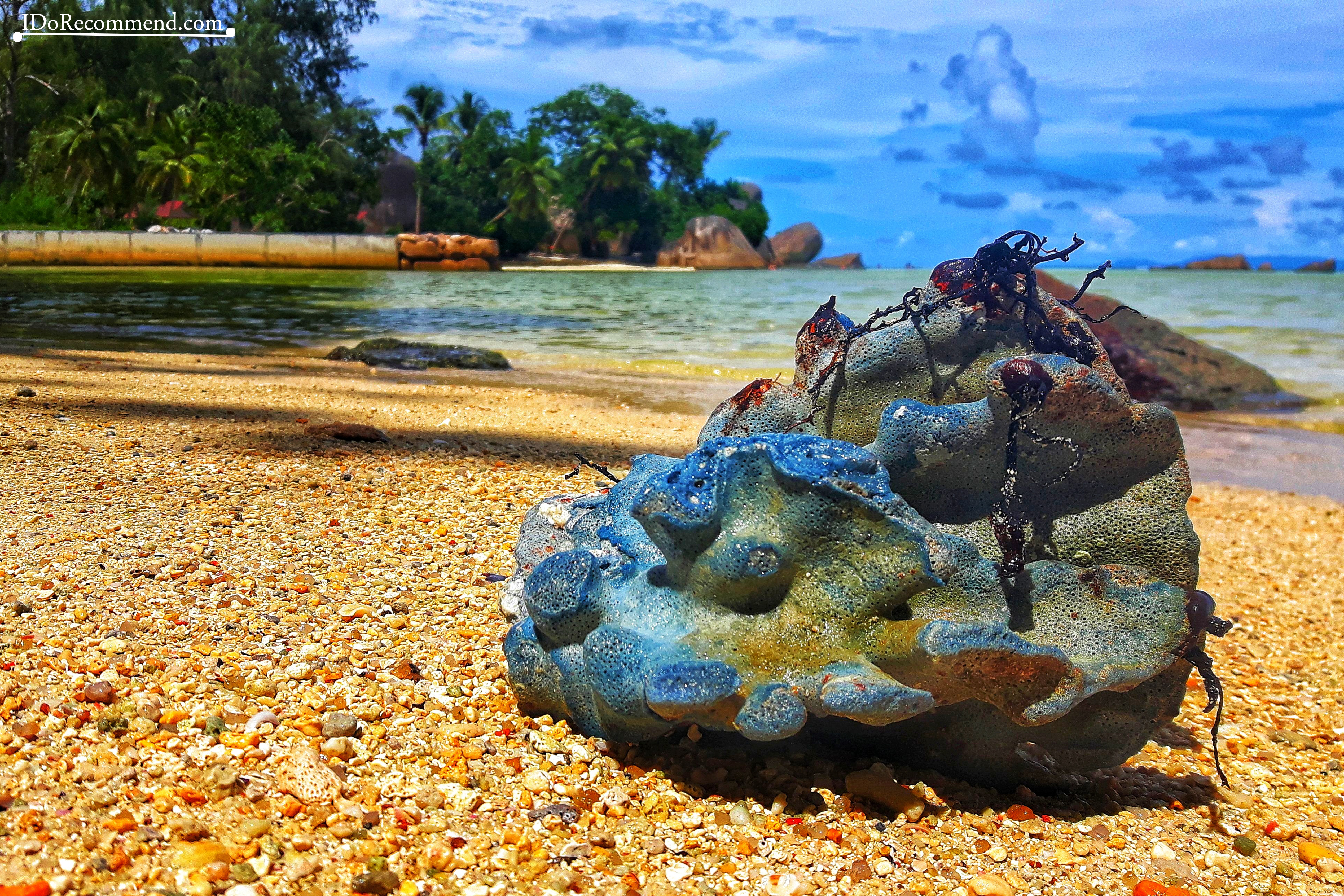 Seychelles_La_Digue_coral