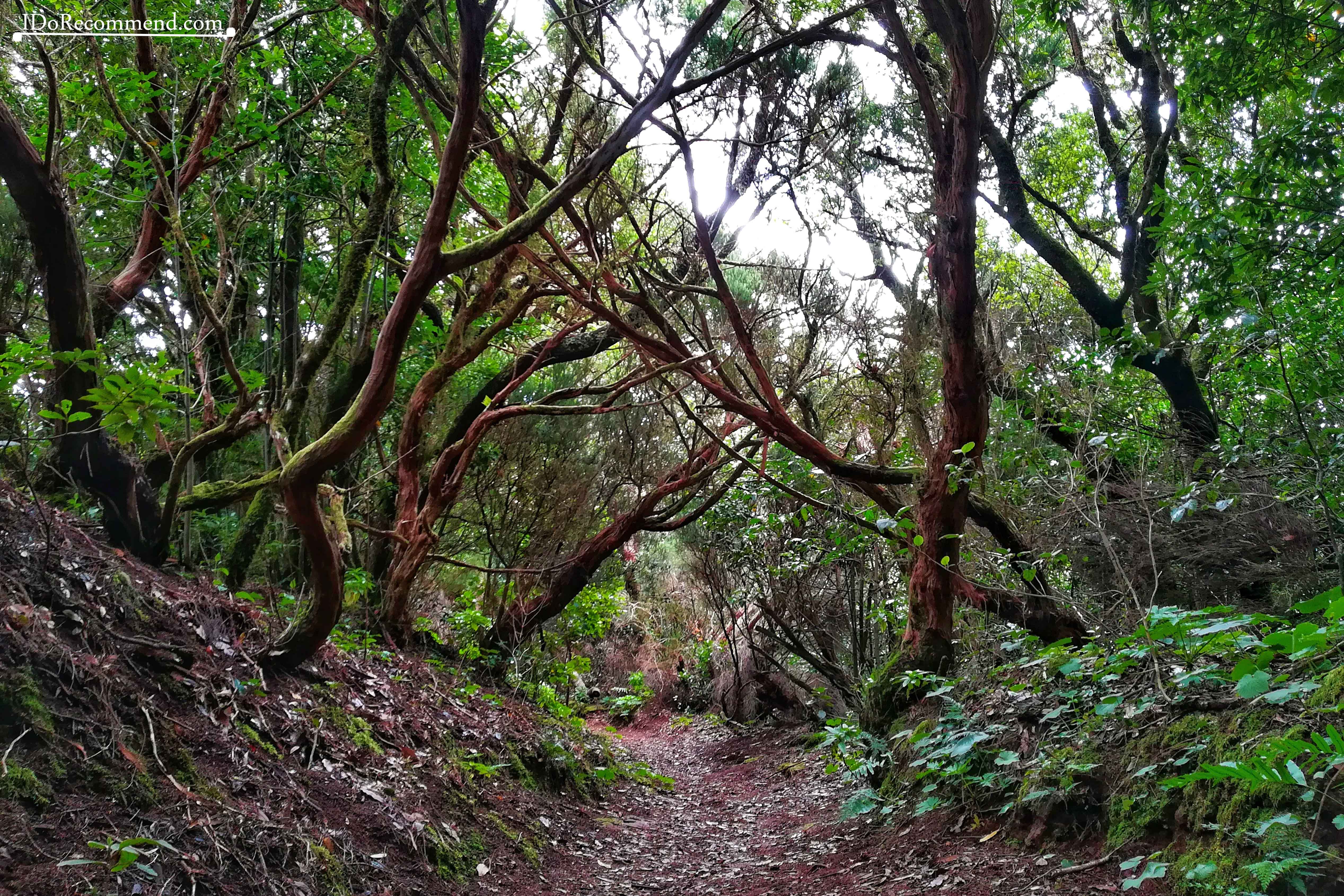 _IDoRecommend_Spain_Canary_Tenerife_Feb_Anaga_Park_Cabezo_Del_Viento_laurisilva