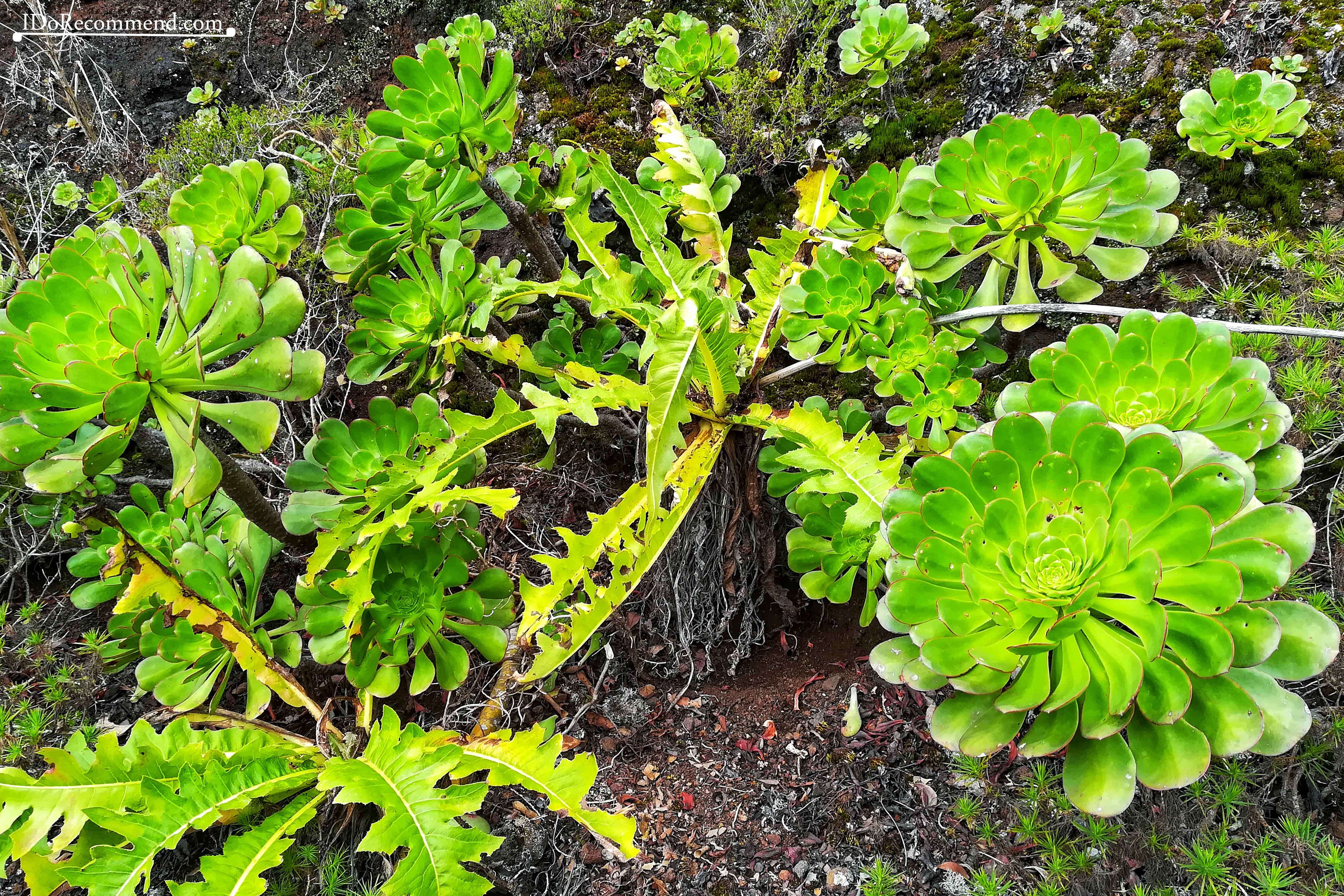 _IDoRecommend_Spain_Canary_Tenerife_Feb_Anaga_Park_Cabezo_Del_Viento_Aeonium_arboreum