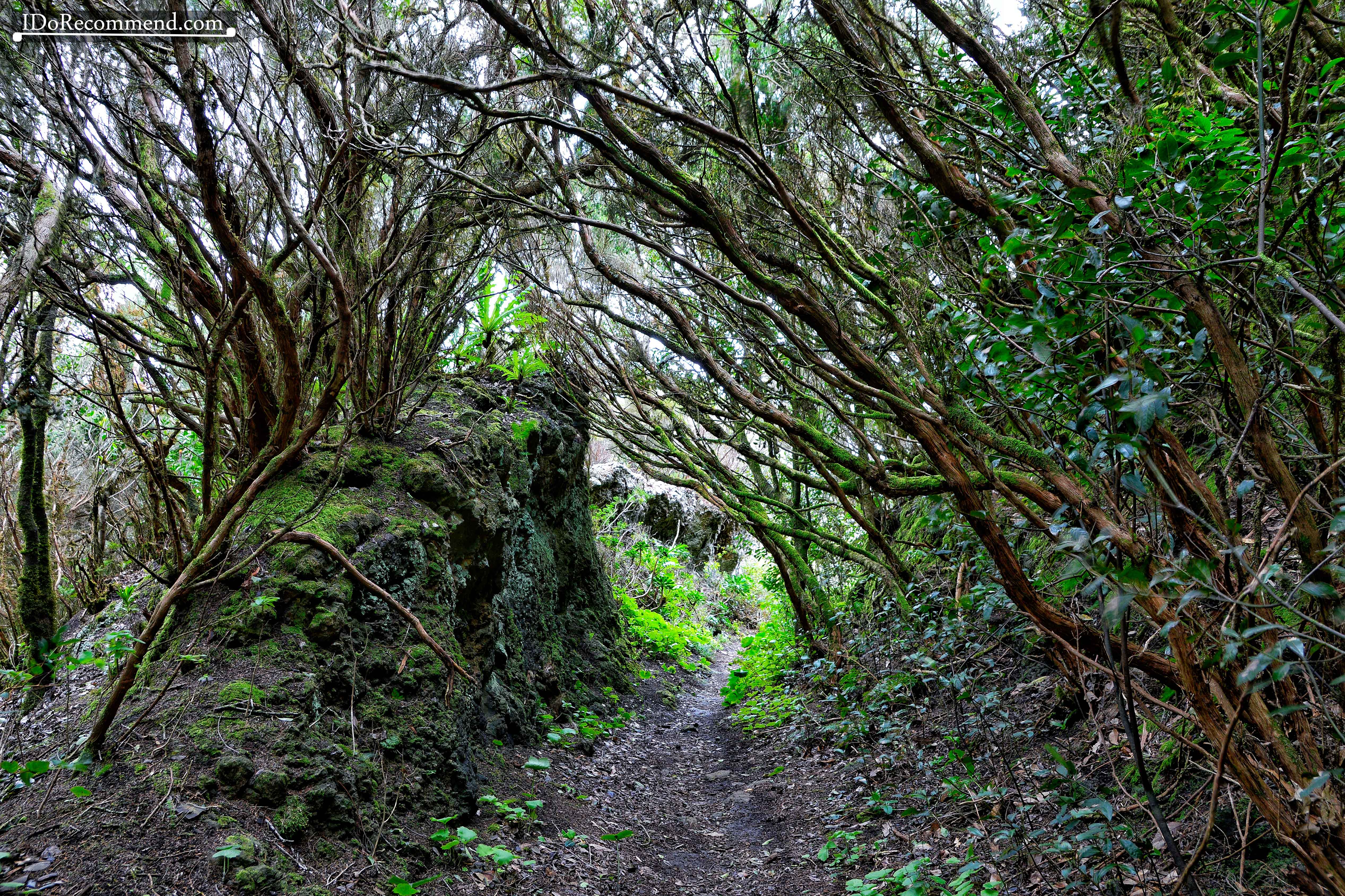 _IDoRecommend_Spain_Canary_Tenerife_Feb_Anaga_Park_Cabezo_Del_Viento_Laurisilva