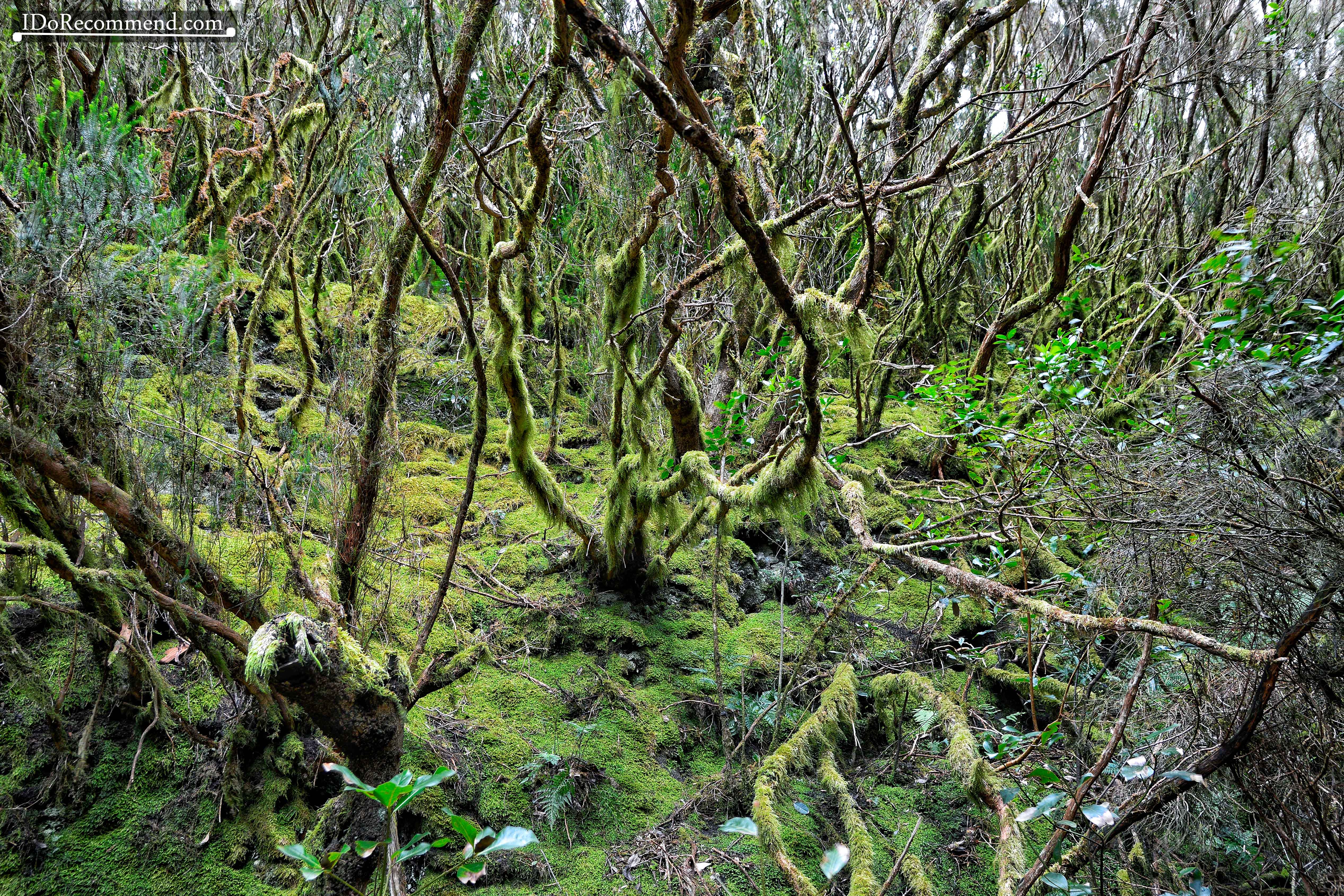 _IDoRecommend_Spain_Canary_Tenerife_Feb_Anaga_Park_Cabezo_Del_Viento