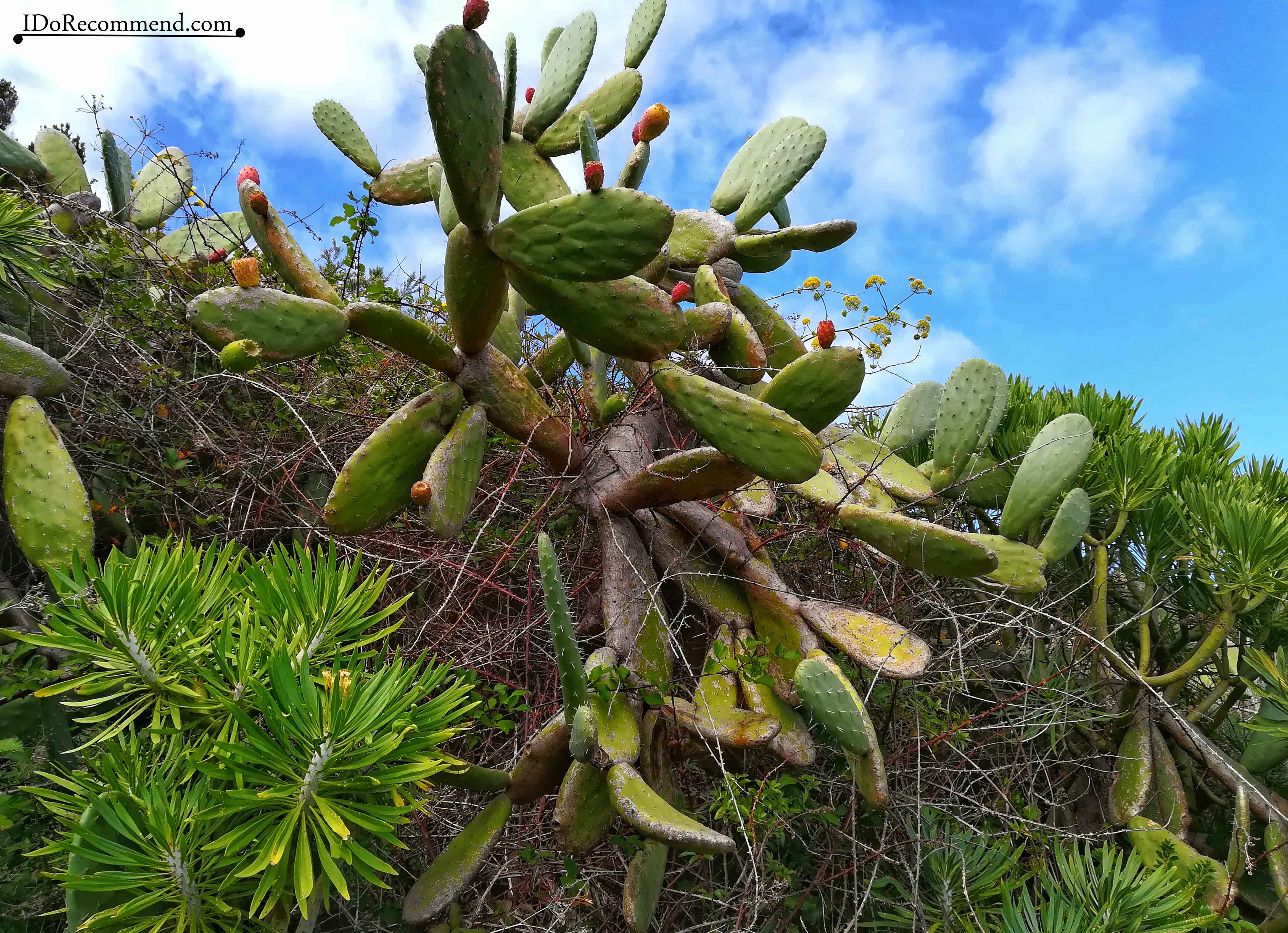 _IDoRecommend_Spain_Canary_Tenerife_Feb_LaFortaleza_Trail