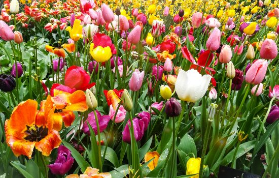 Keukenhof – The Garden of Europe