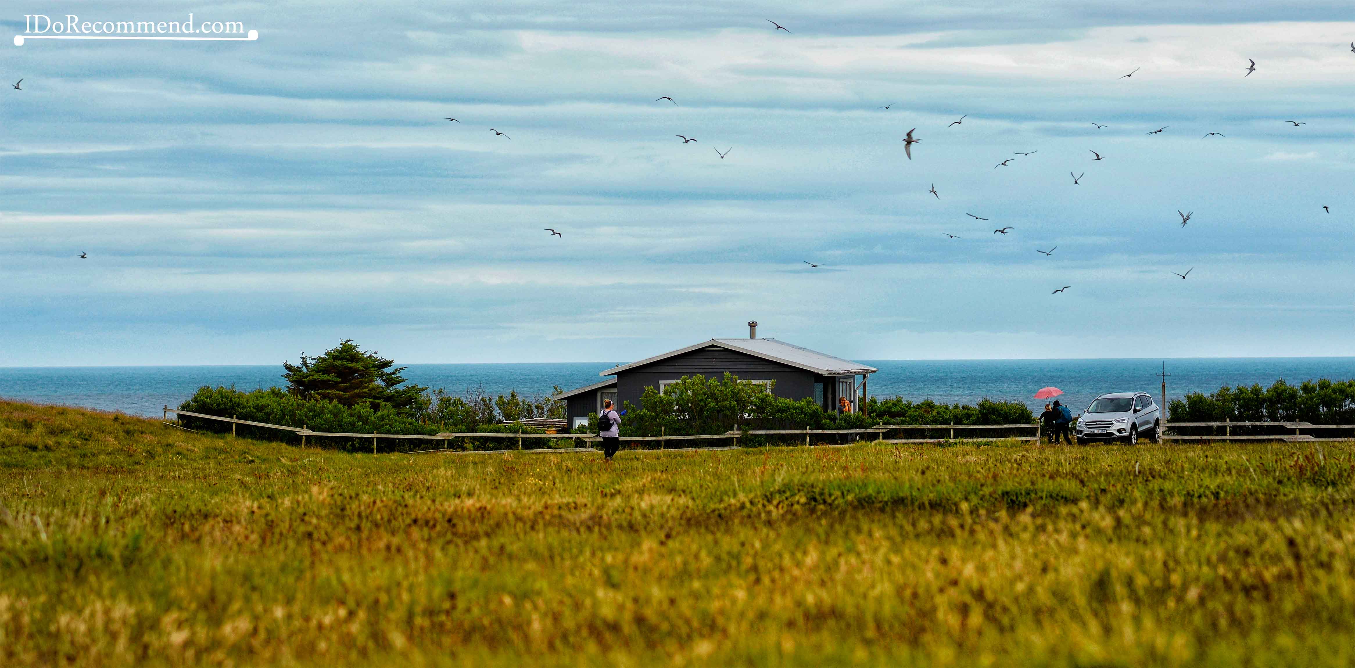Terns in Arnarstapi City