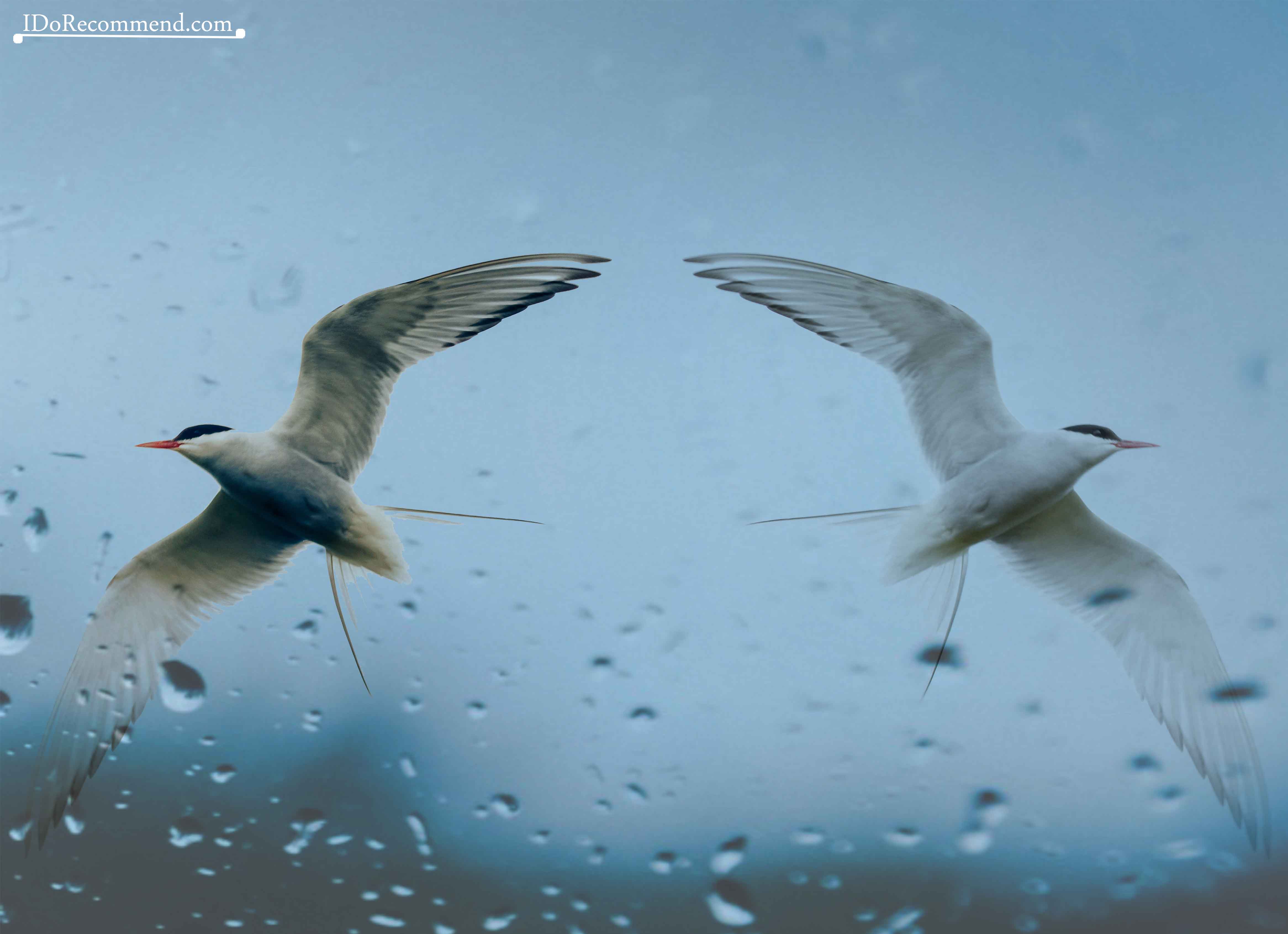 Arctic tern