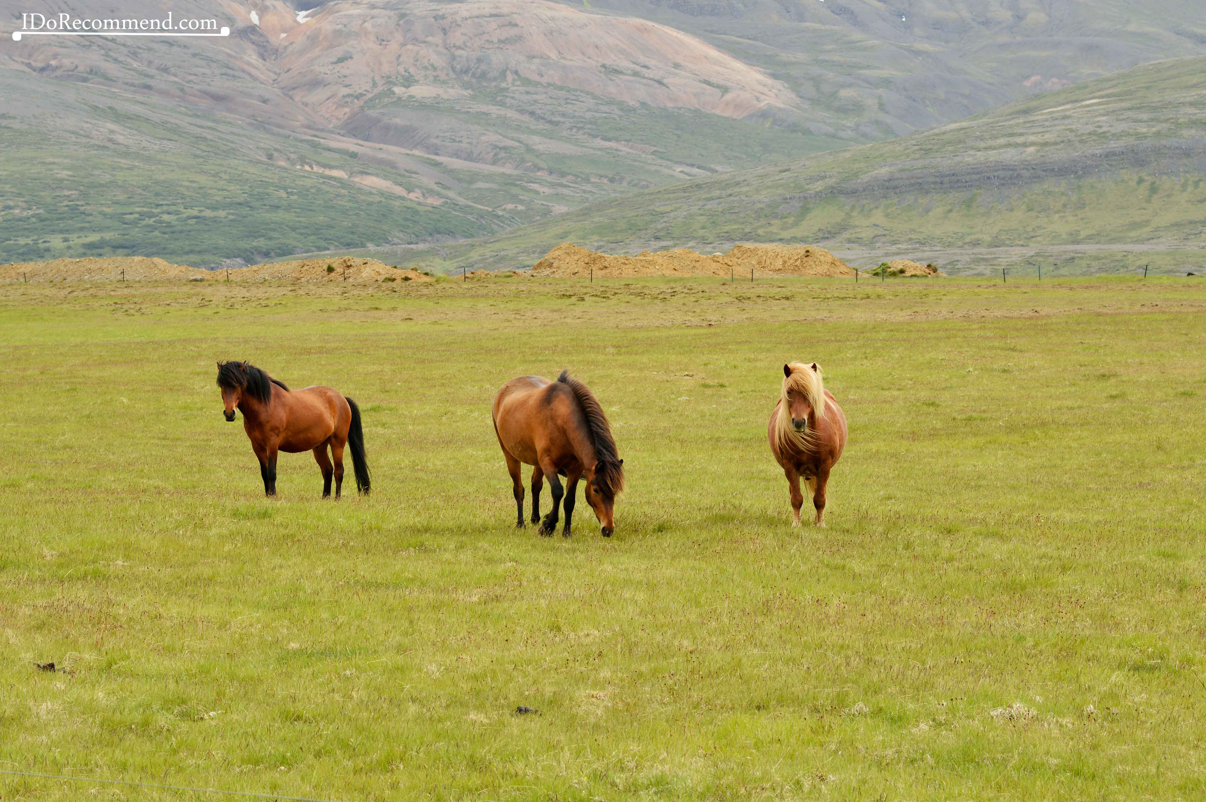 Icelandic horses