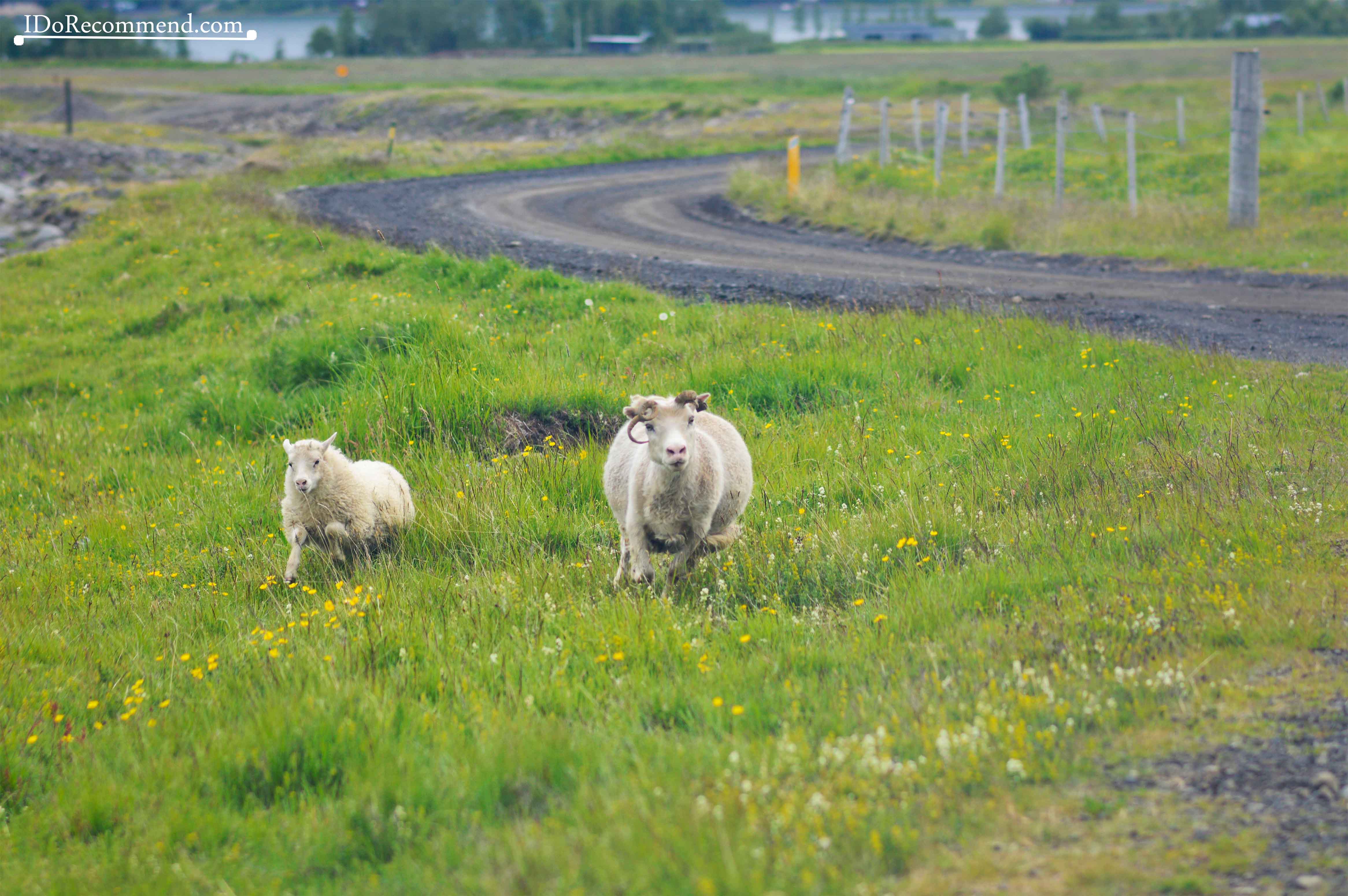 Sheep in Iceland