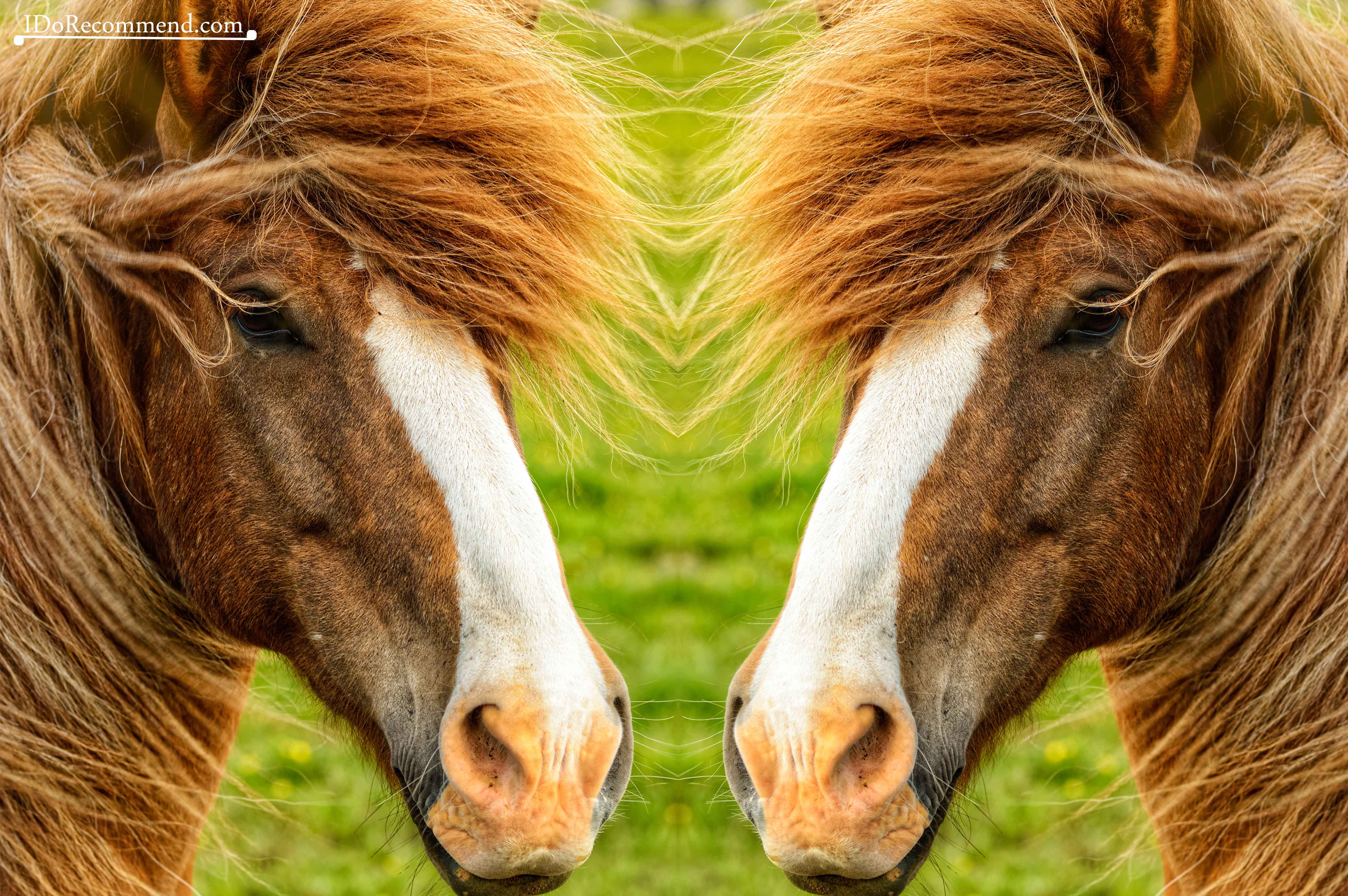 Horses in Iceland