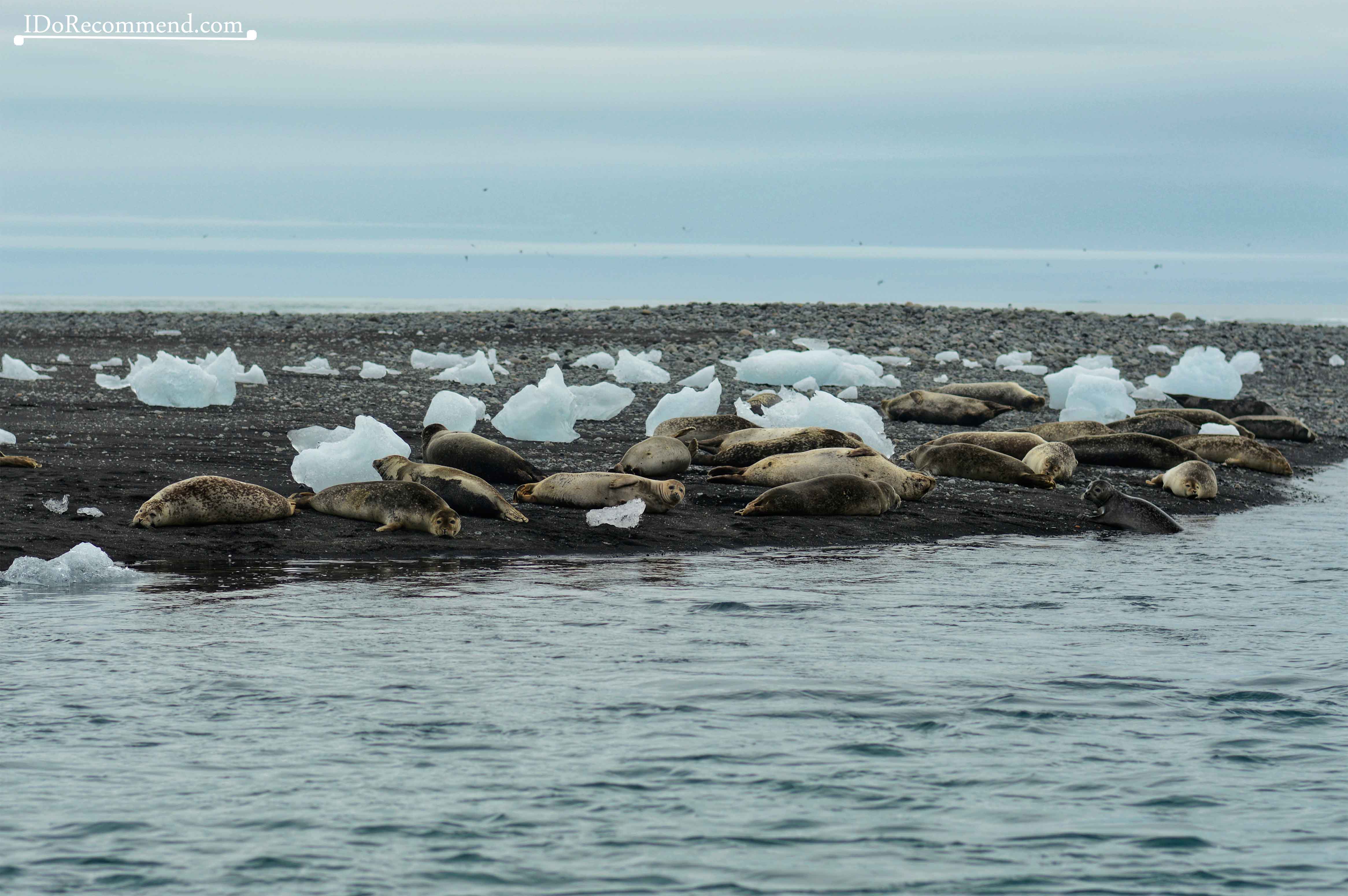 Seals near Diamond Beach