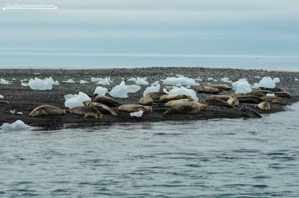 A group of seals on Diamond Beach