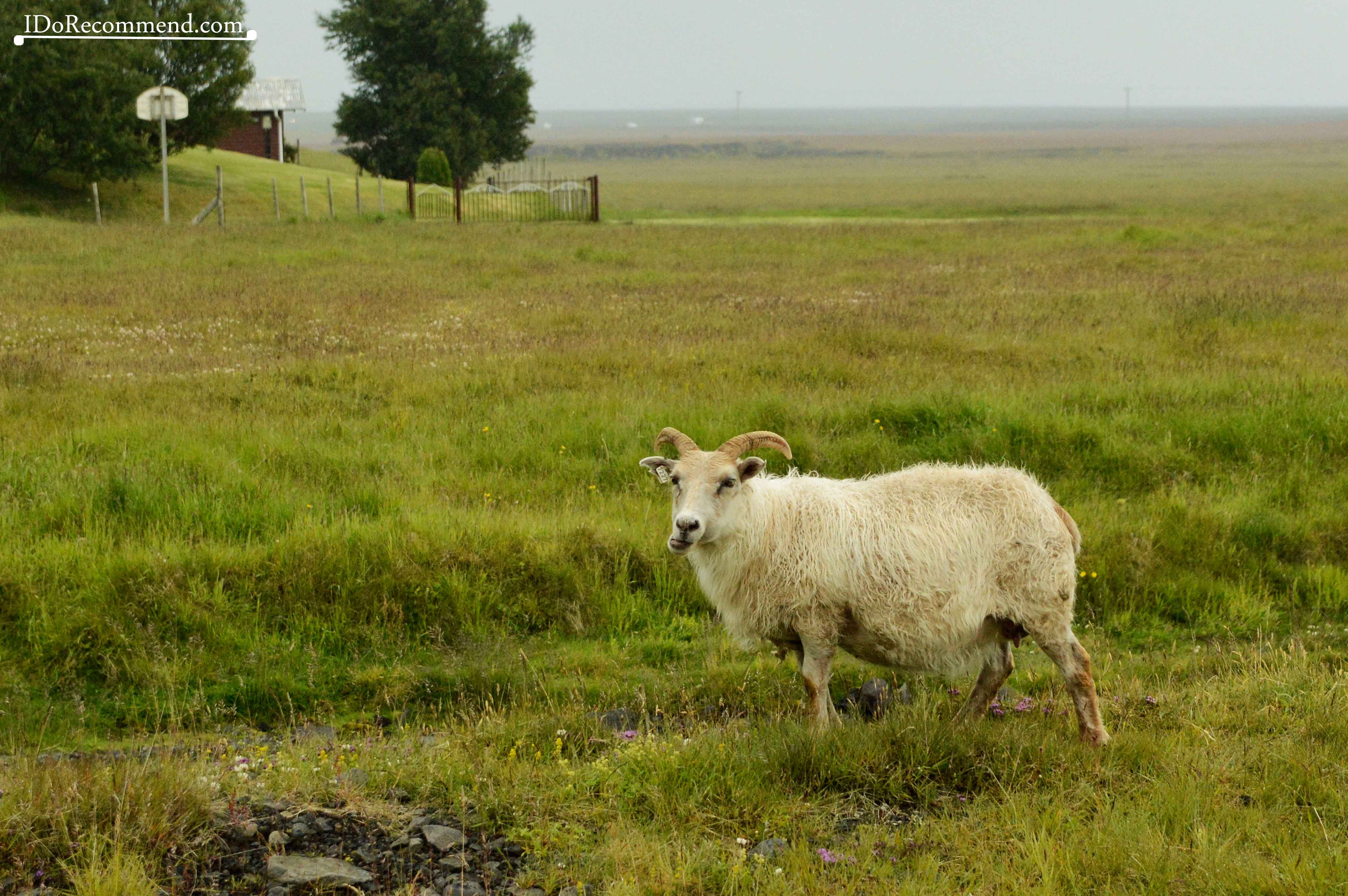 Sheep in Iceland
