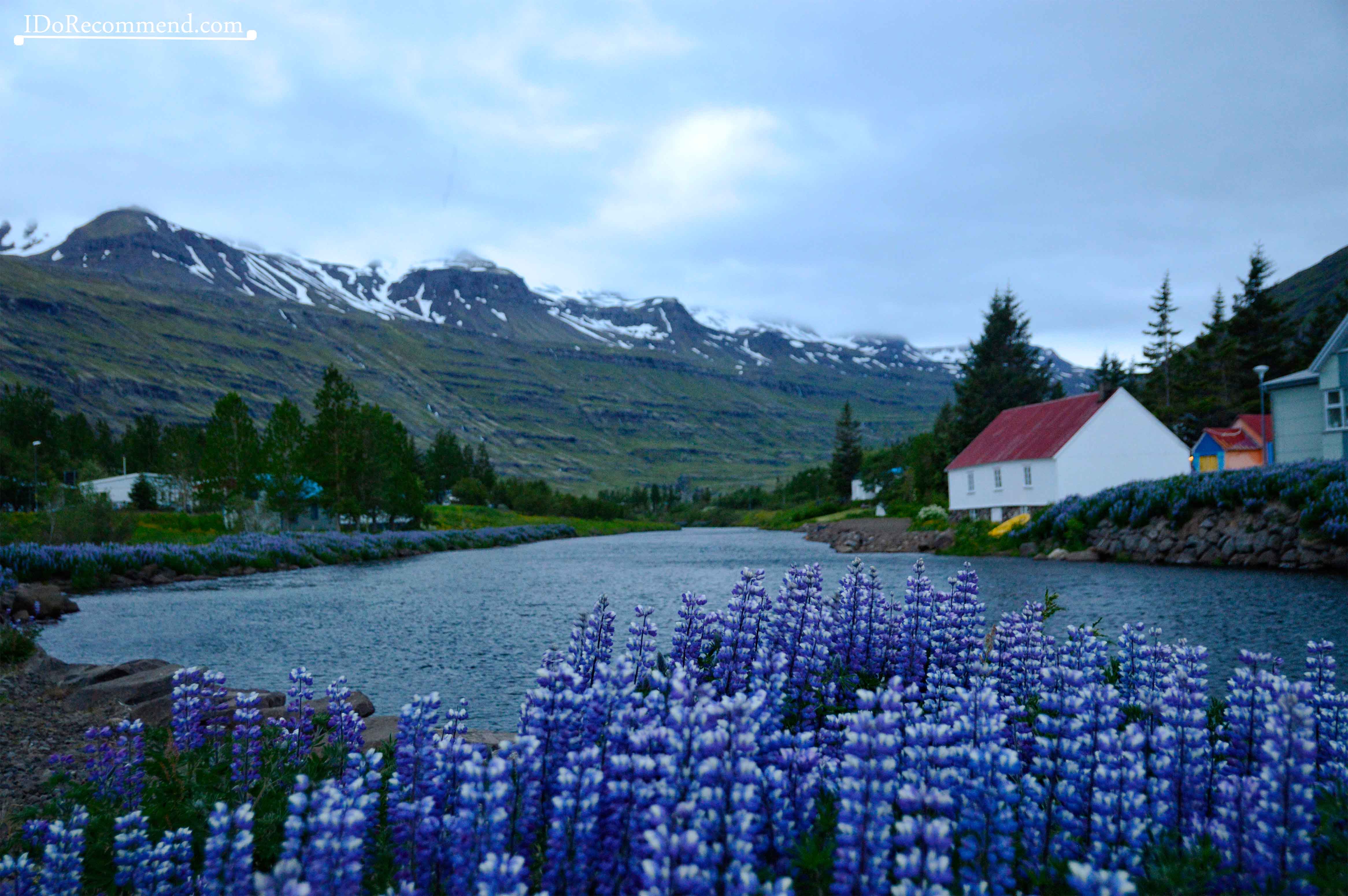 Lupine flowers