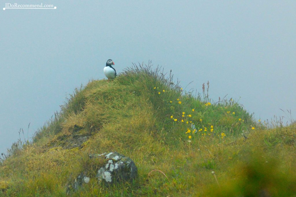 Atlantic puffin in Dyrhólaey