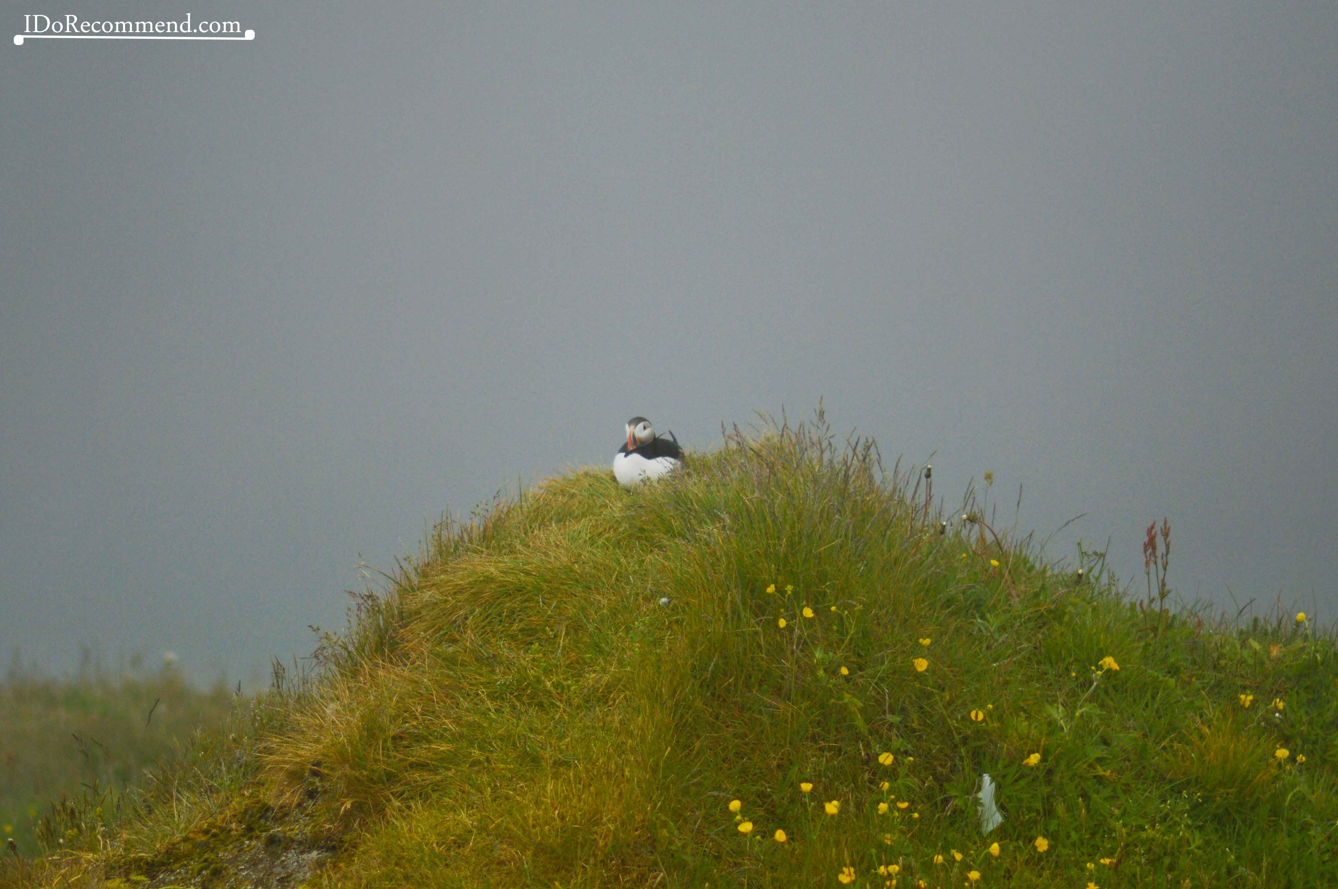 Puffin spotted in Dyrholaey, near Vik City