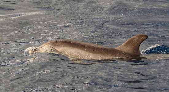 Dolphins in the Atlantic Ocean (Madeira)