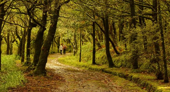 Caldeirão Verde PR9 Trail (Madeira)